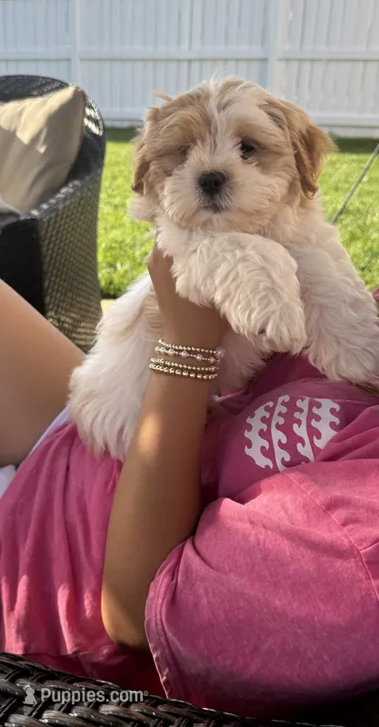 Benny – Shorkie puppy for sale in Addison, IL
