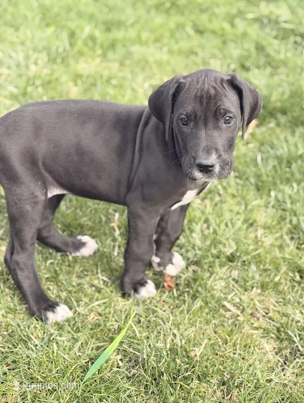 Thor – Great Dane puppy for sale in Addison, IL