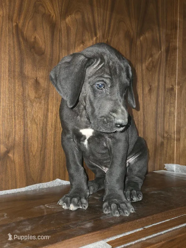 Thor – Great Dane puppy for sale in Addison, IL