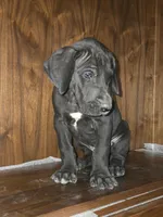 Thor, a male Great Dane for sale in Addison, IL – Photo 1 of 2