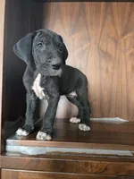 Thor, a male Great Dane for sale in Addison, IL – Photo 2 of 2