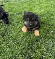 Princess 👸 , a male German Shepherd Dog for sale in Addison, IL – 3 of 3