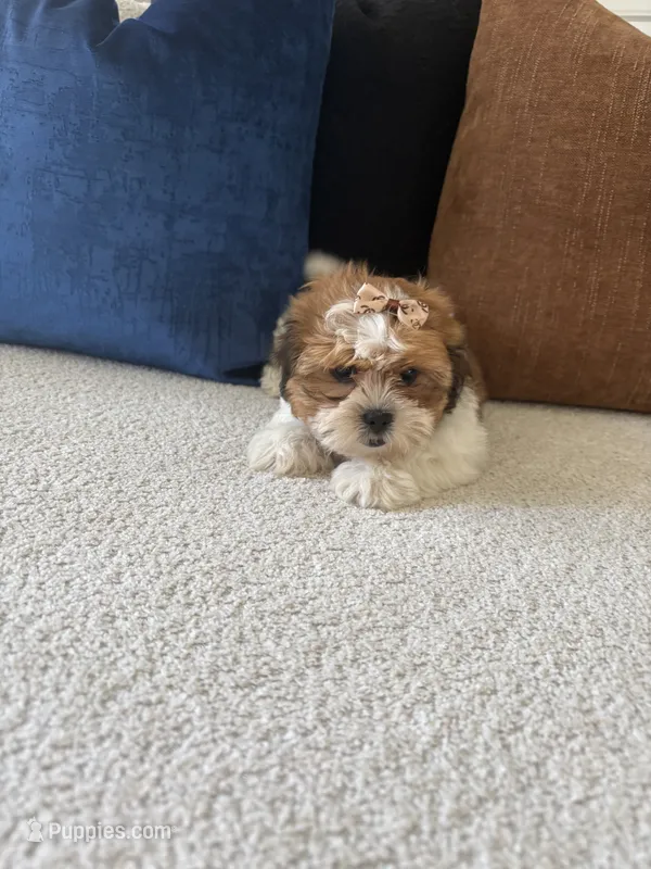 Sally – Shorkie puppy for sale in Addison, IL