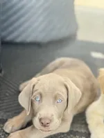 Coco, a female Labrador Retriever for sale in Addison, IL – 4 of 6