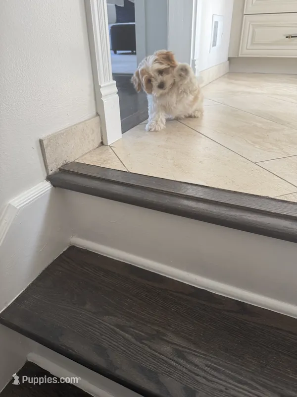 Benny – Shorkie puppy for sale in Addison, IL
