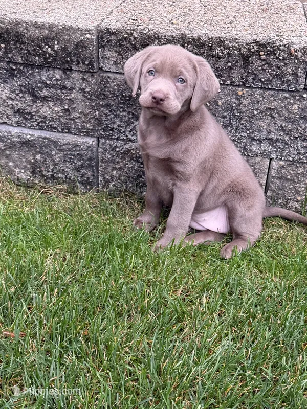 Coco – Labrador Retriever puppy for sale in Addison, IL