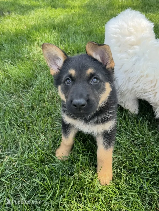 Tabatha – German Shepherd Dog puppy for sale in Addison, IL
