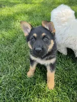 Tabatha, a female German Shepherd Dog for sale in Addison, IL – 1 of 3