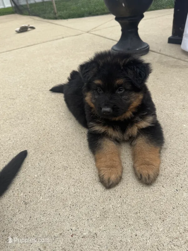 Sarge – German Shepherd Dog puppy for sale in Addison, IL