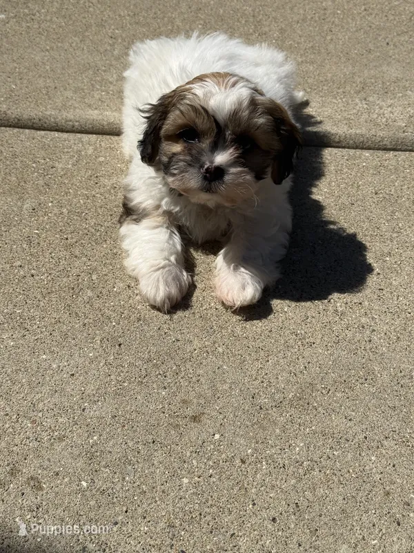 Sally – Shorkie puppy for sale in Addison, IL