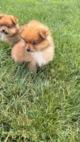 Fox, a male Pomeranian for sale in Addison, IL – 3 of 3