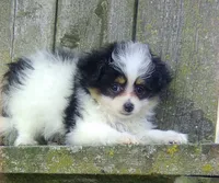 Lucy , a female Pomapoo for sale in Addison, IL – 3 of 4