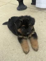 Sarge, a male German Shepherd Dog for sale in Addison, IL – 3 of 4