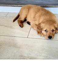 Nala, a female Golden Retriever for sale in Addison, IL – 2 of 2
