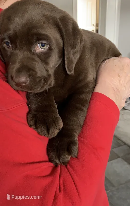 Coco – Labrador Retriever puppy for sale in Addison, IL