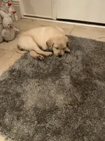 Marley, a male Labrador Retriever for sale in Addison, IL – 6 of 6