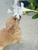 Nala , a female Golden Retriever for sale in Addison, IL – 2 of 3