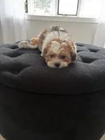 Sally, a female Shorkie for sale in Addison, IL – 2 of 4