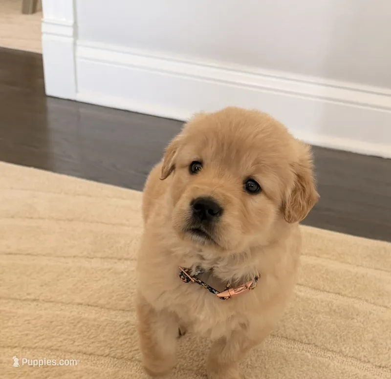 Nala – Golden Retriever puppy for sale in Addison, IL