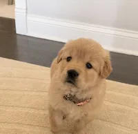 Nala, a female Golden Retriever for sale in Addison, IL – 1 of 2