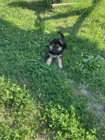 Tabatha, a female German Shepherd Dog for sale in Addison, IL – 3 of 3