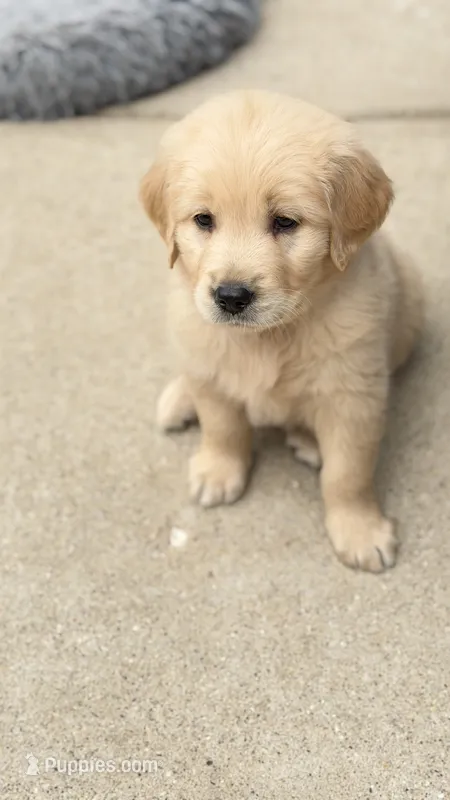 Simba – Golden Retriever puppy for sale in Addison, IL