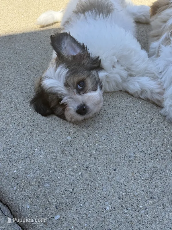 Benny – Shorkie puppy for sale in Addison, IL
