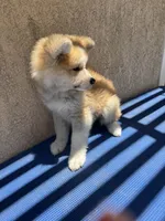 puppy 3, a female Japanese Akita for sale in Rancho Cucamonga, CA – 4 of 5
