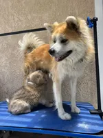 Puppy 1, a male Japanese Akita for sale in Rancho Cucamonga, CA – 3 of 5