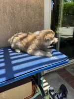 Puppy 1, a male Japanese Akita for sale in Rancho Cucamonga, CA – 2 of 5