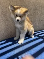 puppy 3, a female Japanese Akita for sale in Rancho Cucamonga, CA – 3 of 5