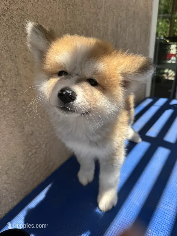 puppy 3 – Japanese Akita puppy for sale in Rancho Cucamonga, CA