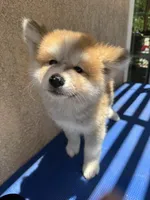 puppy 3, a female Japanese Akita for sale in Rancho Cucamonga, CA – 1 of 5
