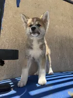 puppy 2, a female Japanese Akita for sale in Rancho Cucamonga, CA – 2 of 6