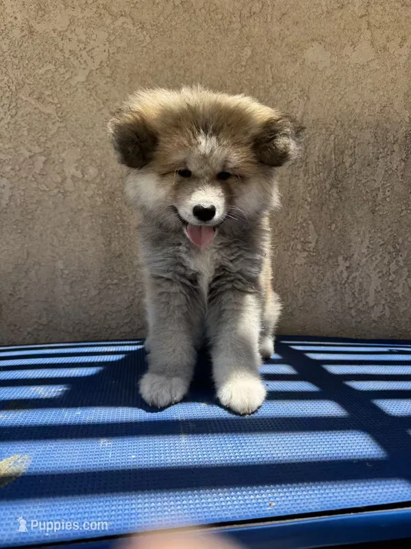 Puppy 1, a male Japanese Akita for sale in Rancho Cucamonga, CA – 1 of 5
