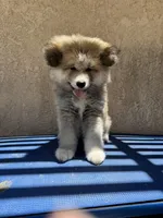 Puppy 1, a male Japanese Akita for sale in Rancho Cucamonga, CA – 1 of 5