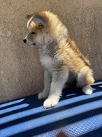 puppy 3, a female Japanese Akita for sale in Rancho Cucamonga, CA – 5 of 5