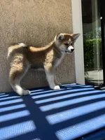 puppy 2, a female Japanese Akita for sale in Rancho Cucamonga, CA – 4 of 6