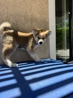 puppy 2, a female Japanese Akita for sale in Rancho Cucamonga, CA – 3 of 6