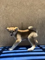 puppy 2, a female Japanese Akita for sale in Rancho Cucamonga, CA – 6 of 6