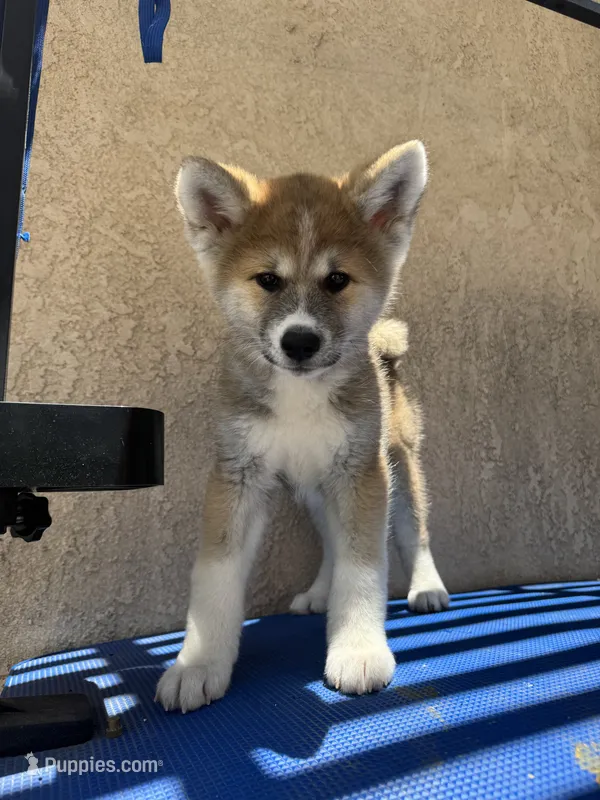 puppy 2 – Japanese Akita puppy for sale in Rancho Cucamonga, CA