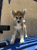 puppy 2, a female Japanese Akita for sale in Rancho Cucamonga, CA – 1 of 6