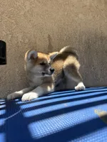 puppy 2, a female Japanese Akita for sale in Rancho Cucamonga, CA – 5 of 6