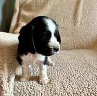 Johnny, a male Cocker Spaniel for sale in Oral, SD – 4 of 9