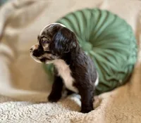 Maple , a male Cocker Spaniel for sale in Oral, SD – 7 of 8