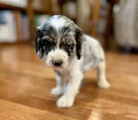 Flash , a male Cocker Spaniel for sale in Oral, SD – 3 of 8