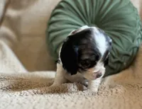 Allie , a female Cocker Spaniel for sale in Oral, SD – 2 of 10
