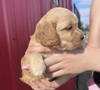 Teddy, a male Cockapoo for sale in Oral, SD – 2 of 6