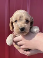 Teddy, a male Cockapoo for sale in Oral, SD – 6 of 6