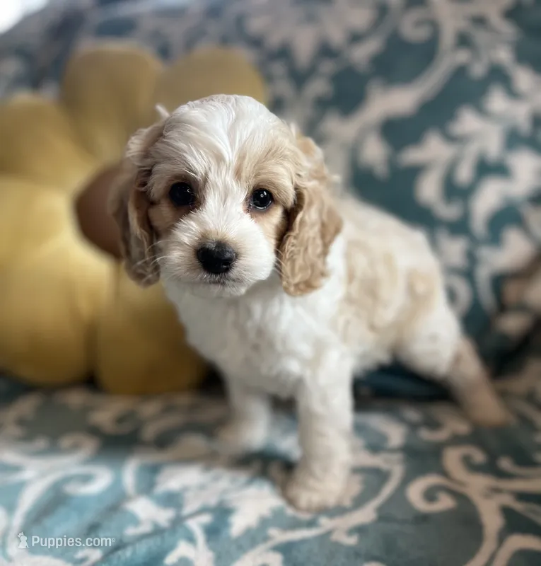 Winston – Cockapoo puppy for sale in Oral, SD